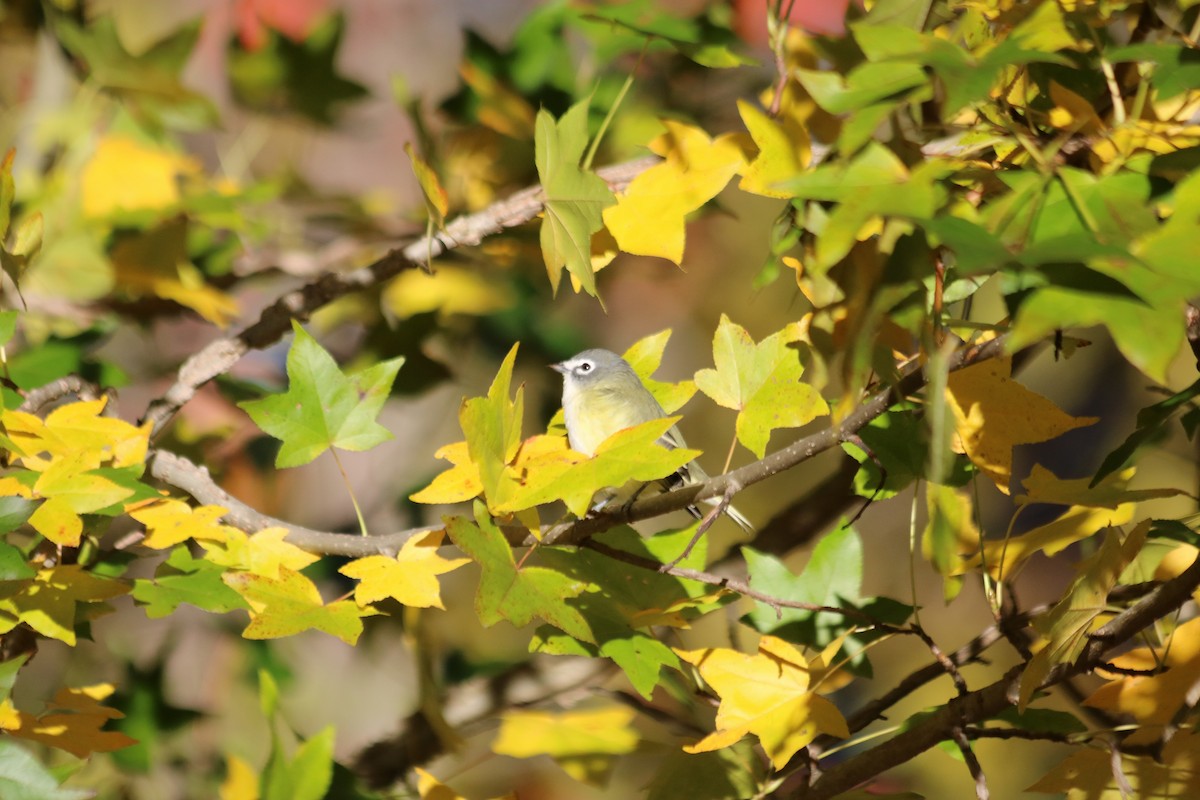 Blue-headed Vireo - ML644644560