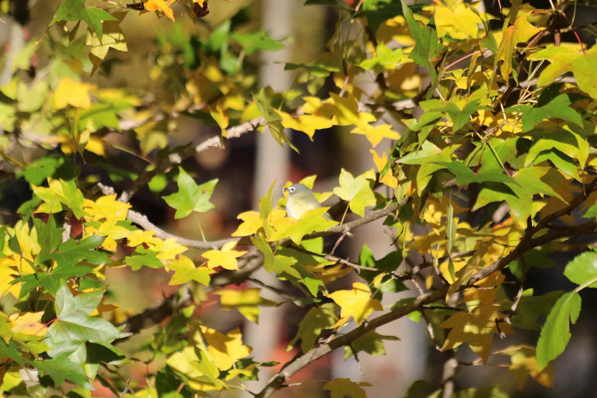 Blue-headed Vireo - ML644644561