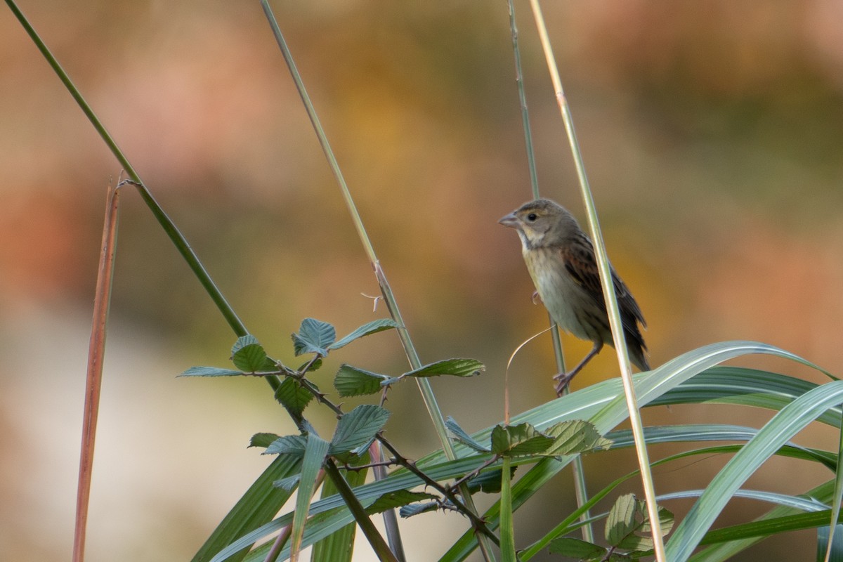 Dickcissel - ML644644565