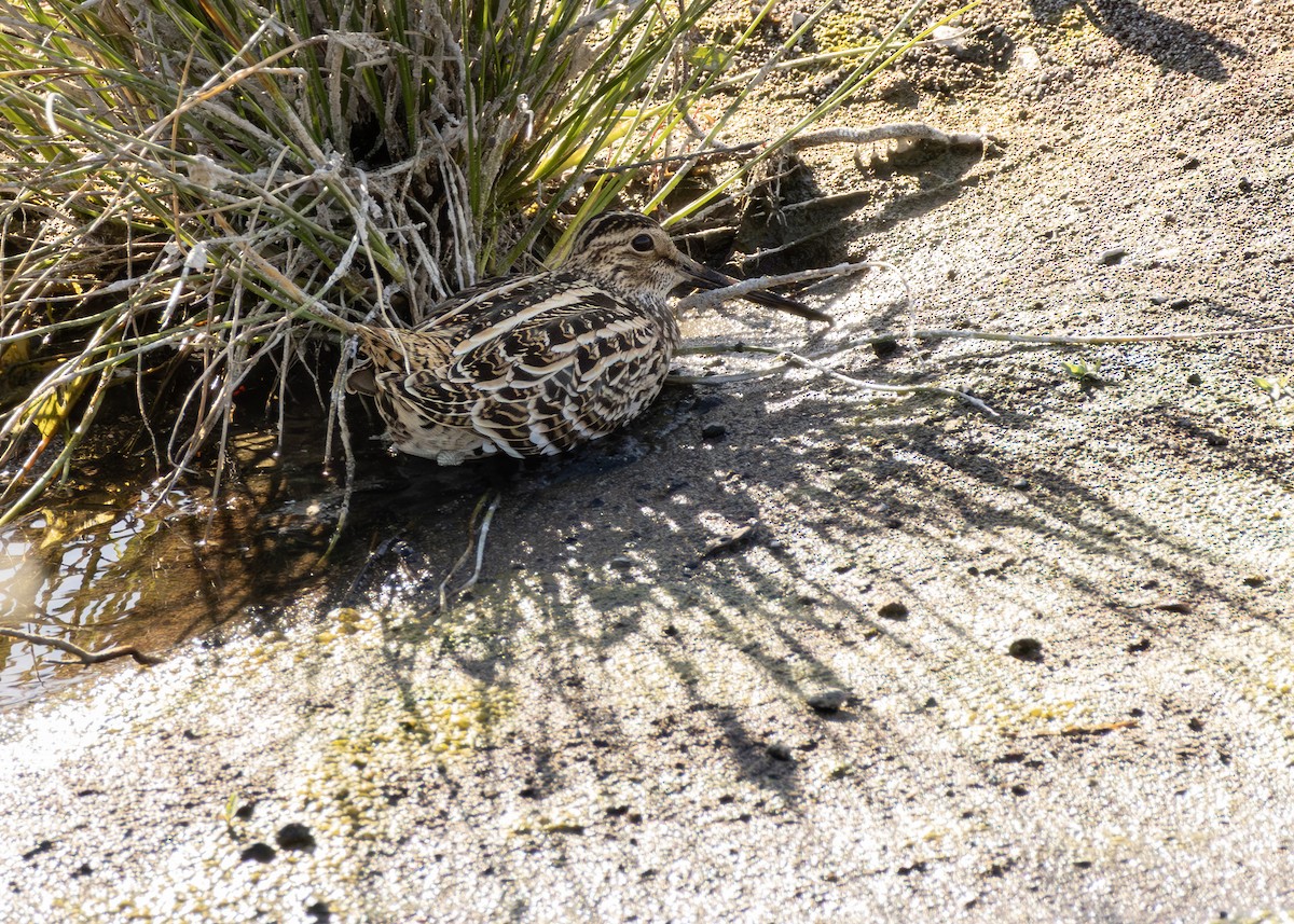 חרטומית בינונית - ML644644570