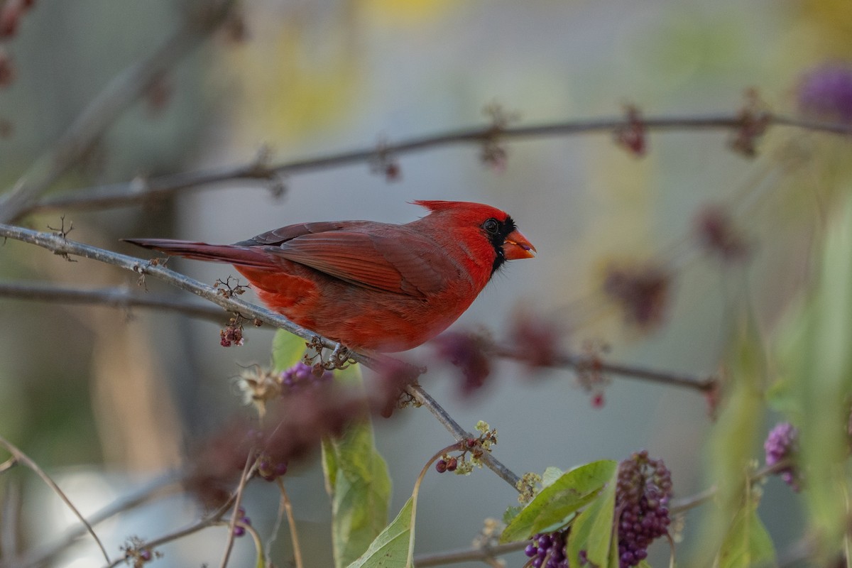Northern Cardinal - ML644644572