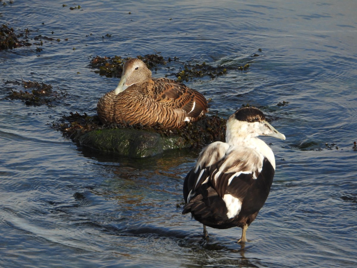 Eiderente - ML644644582