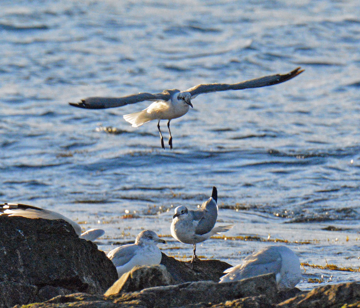 Antxeta mokogorri amerikarra - ML644644593