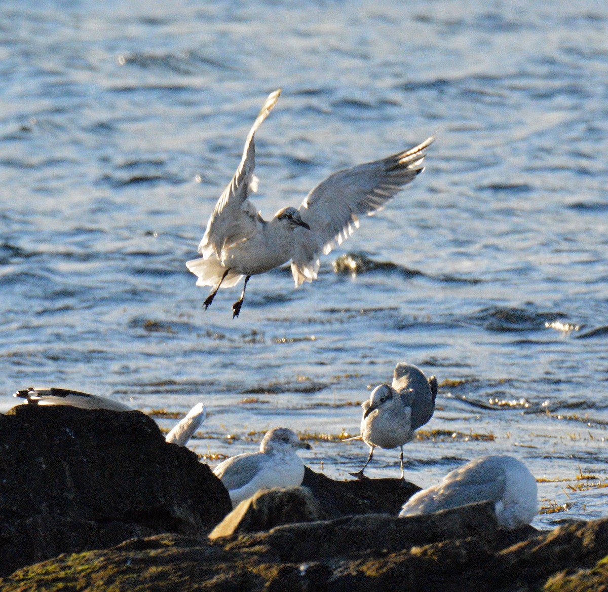 Antxeta mokogorri amerikarra - ML644644594