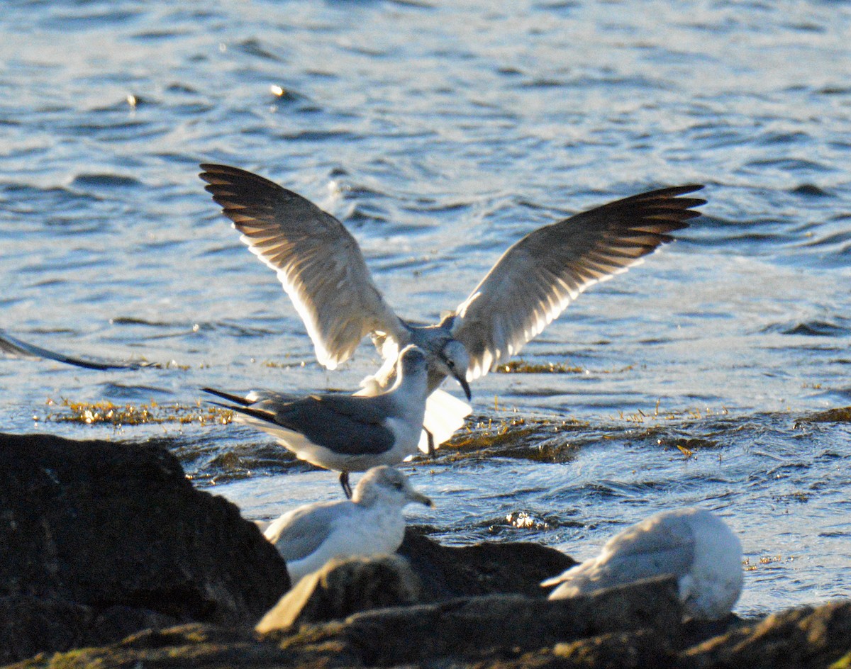 Antxeta mokogorri amerikarra - ML644644595