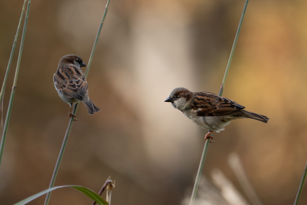 House Sparrow - ML644644596