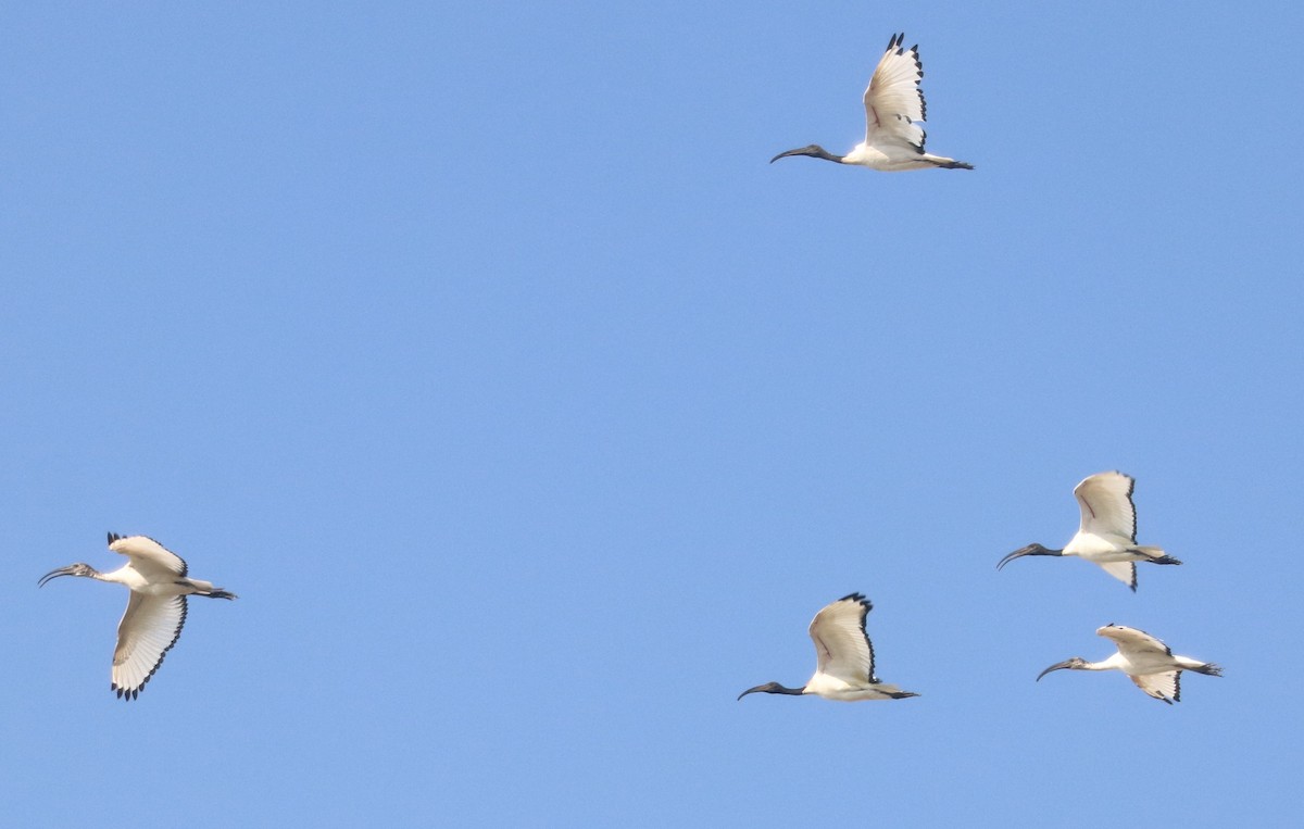 African Sacred Ibis - ML644644603