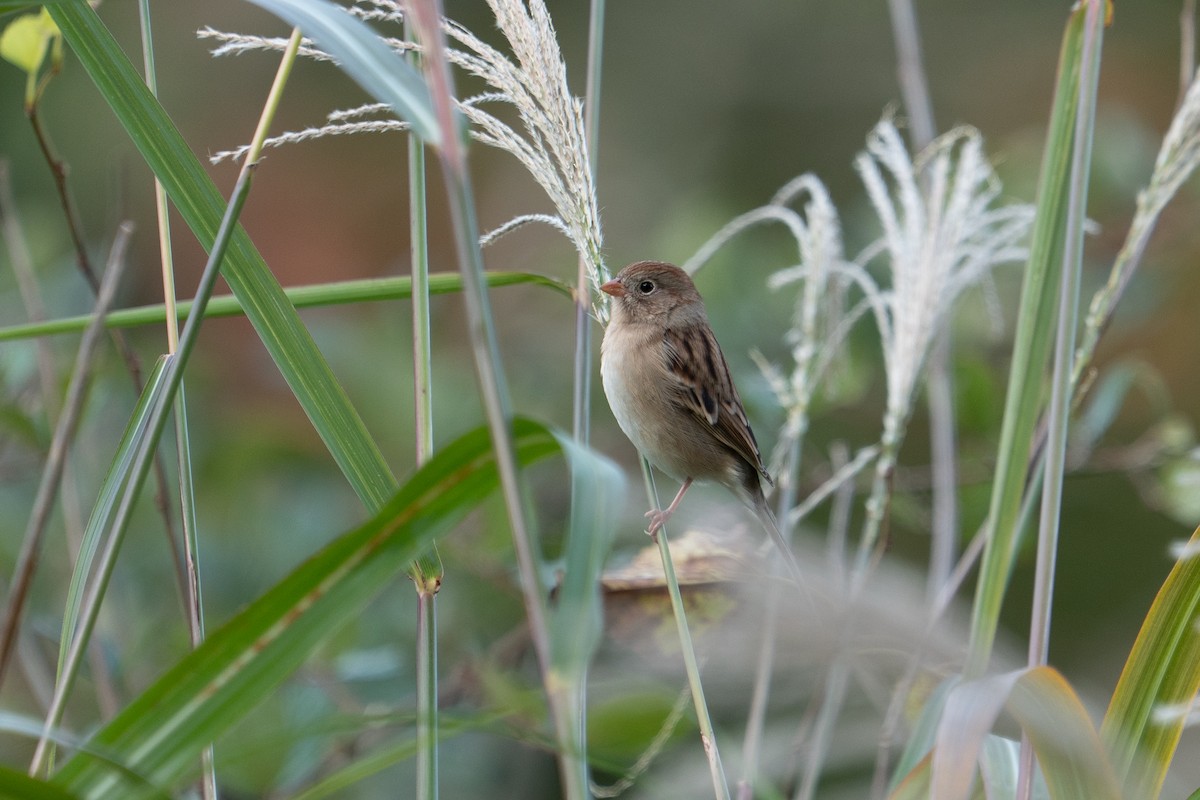 Field Sparrow - ML644644613