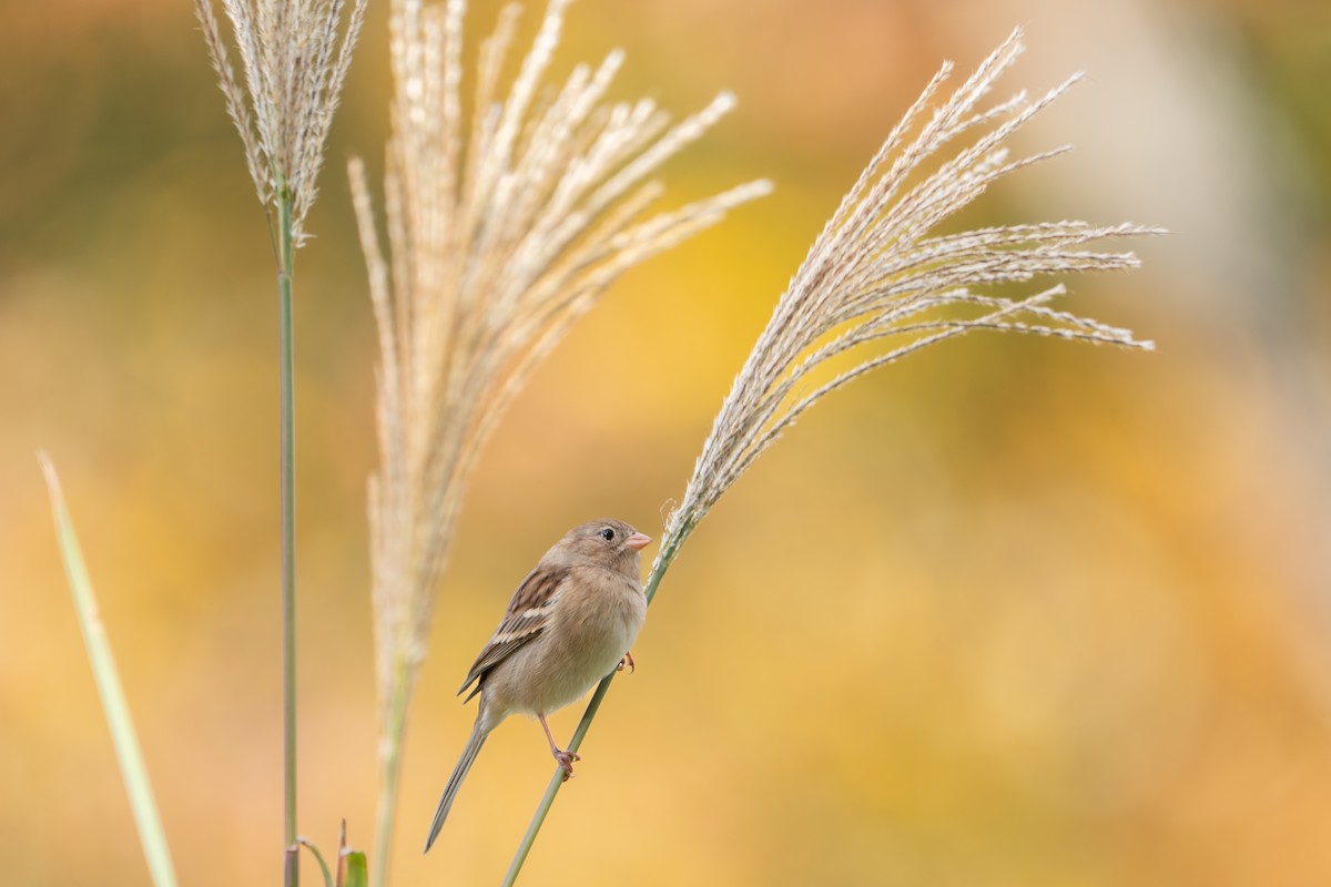 Field Sparrow - ML644644614