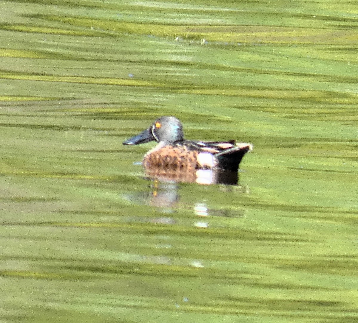 Australasian Shoveler - ML644644619