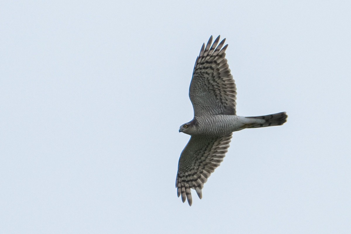 Épervier d'Europe - ML644644625