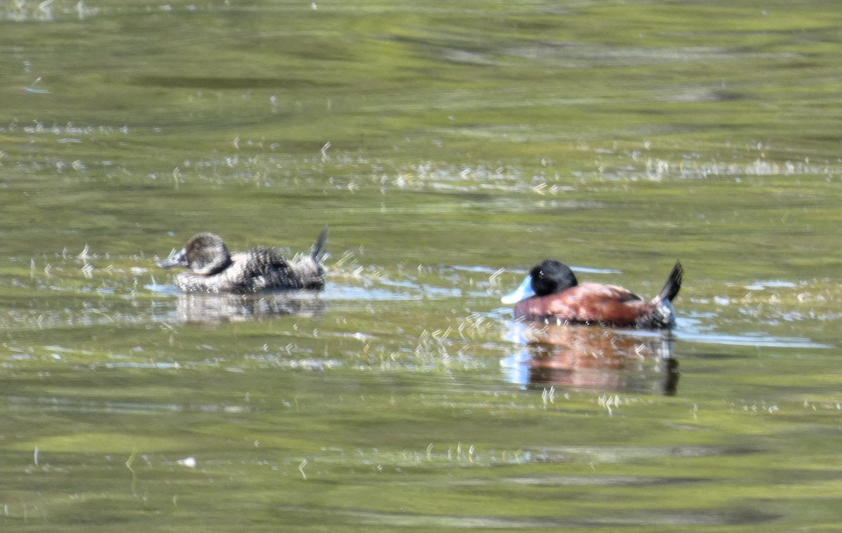 Blue-billed Duck - ML644644627
