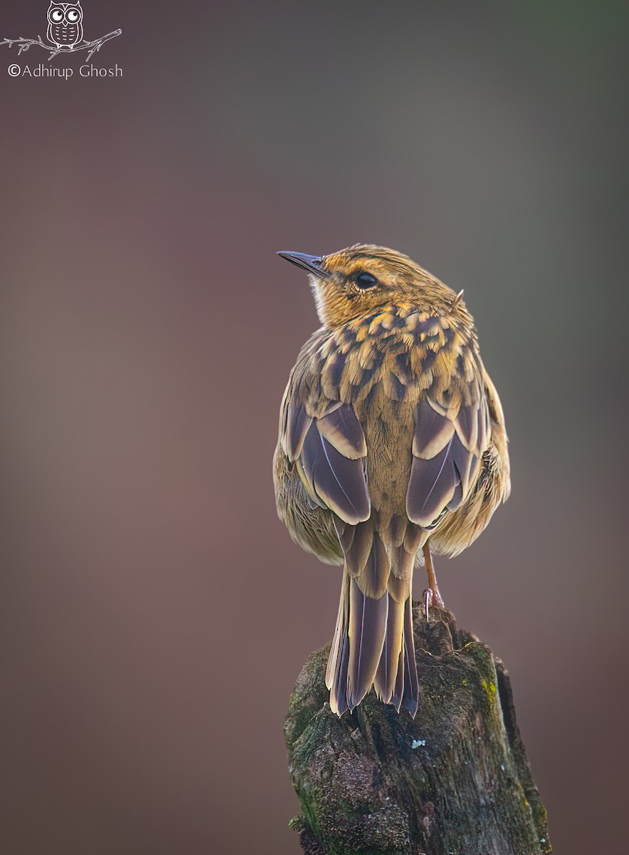 Nilgiri Pipit - ML644644628