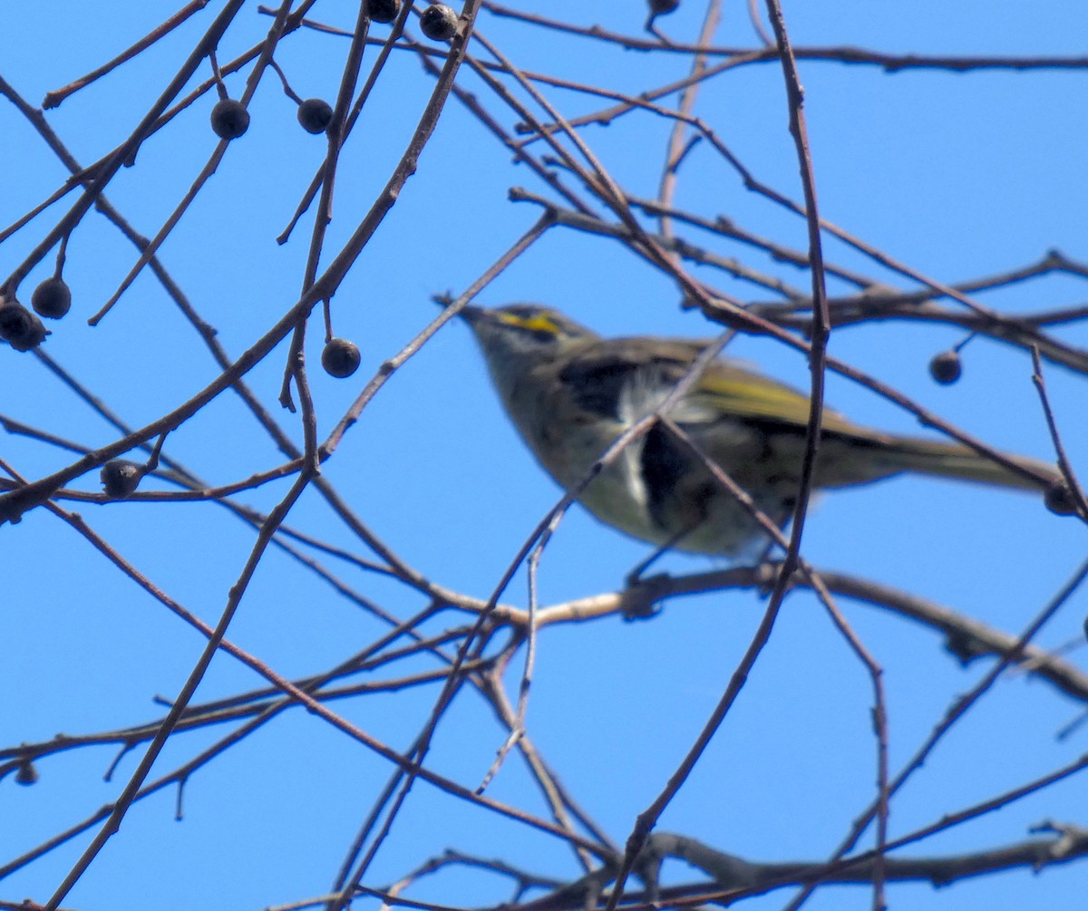 Yellow-faced Honeyeater - ML644644649