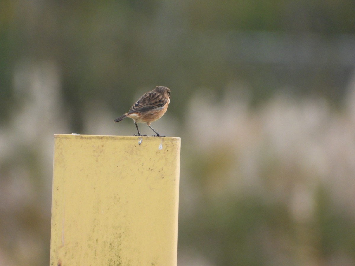 European Stonechat - ML644644656