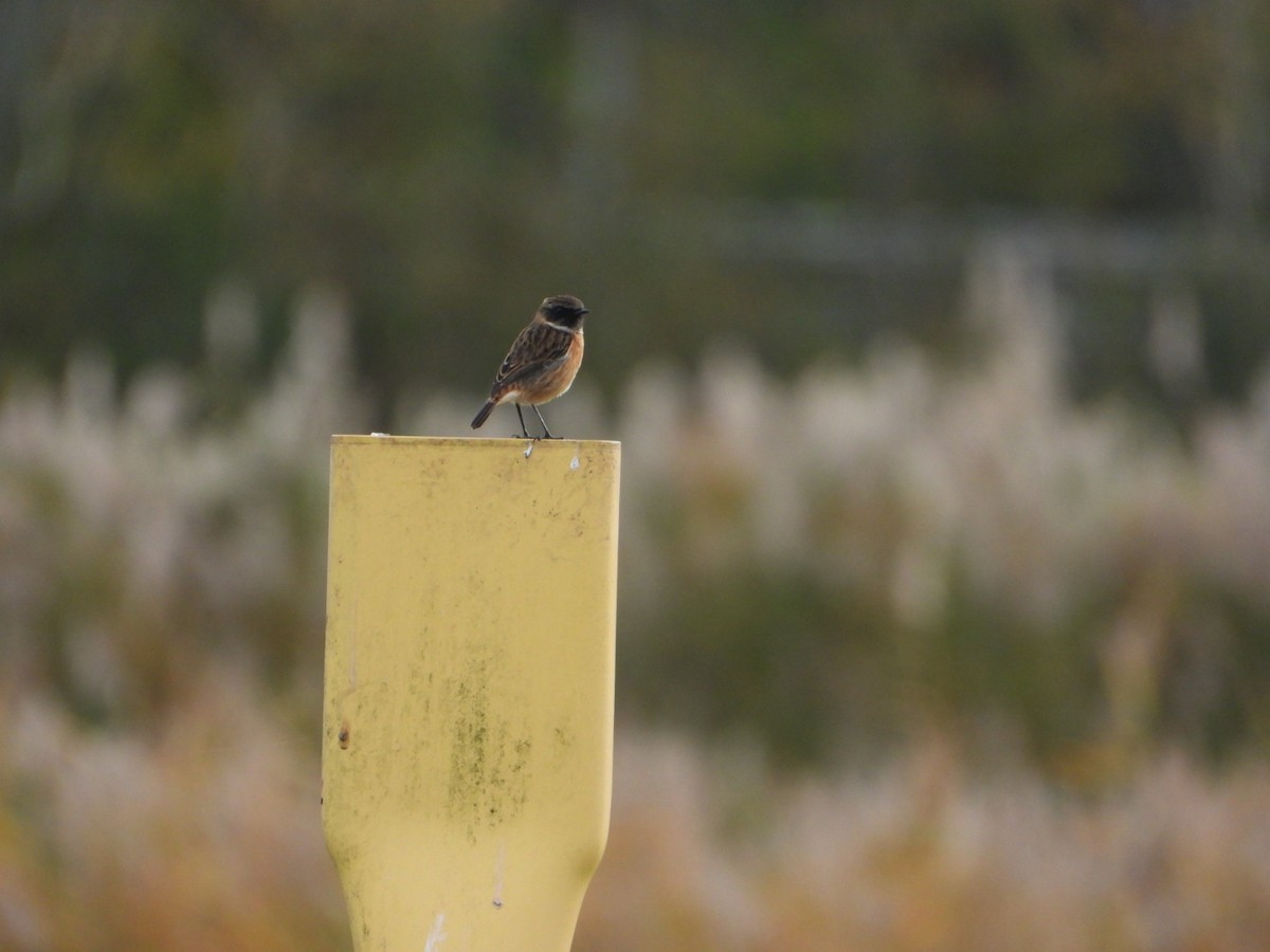 European Stonechat - ML644644657