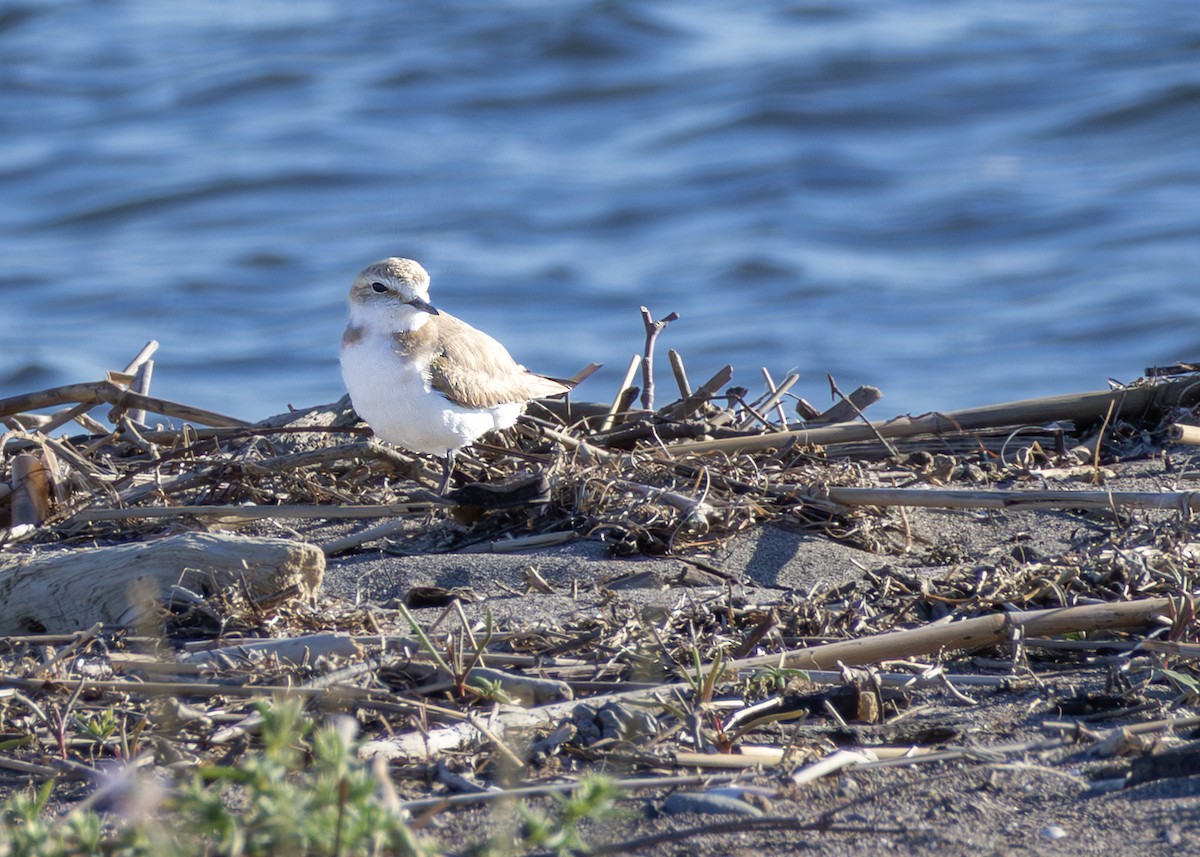 חופמי אלכסנדרי (אירואסיה ואפריקה) - ML644644658