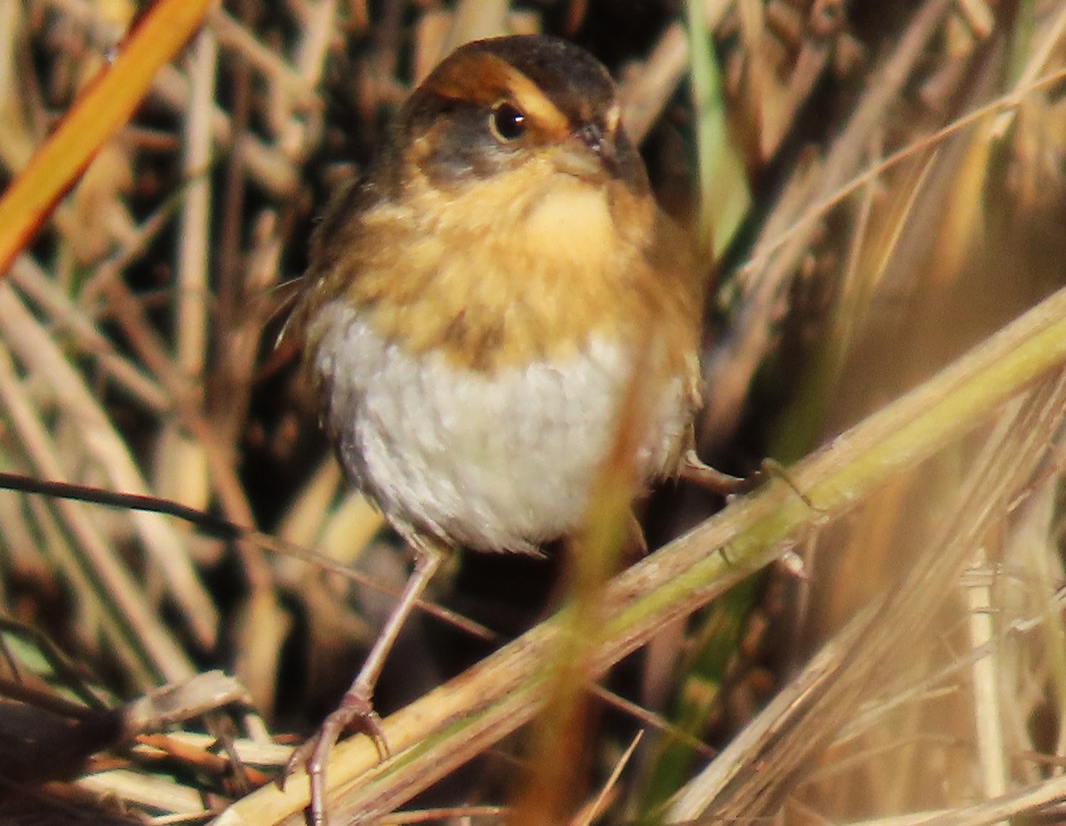 Nelson's Sparrow (Interior) - ML644644664