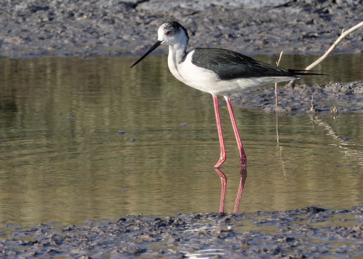 תמירון - ML644644670