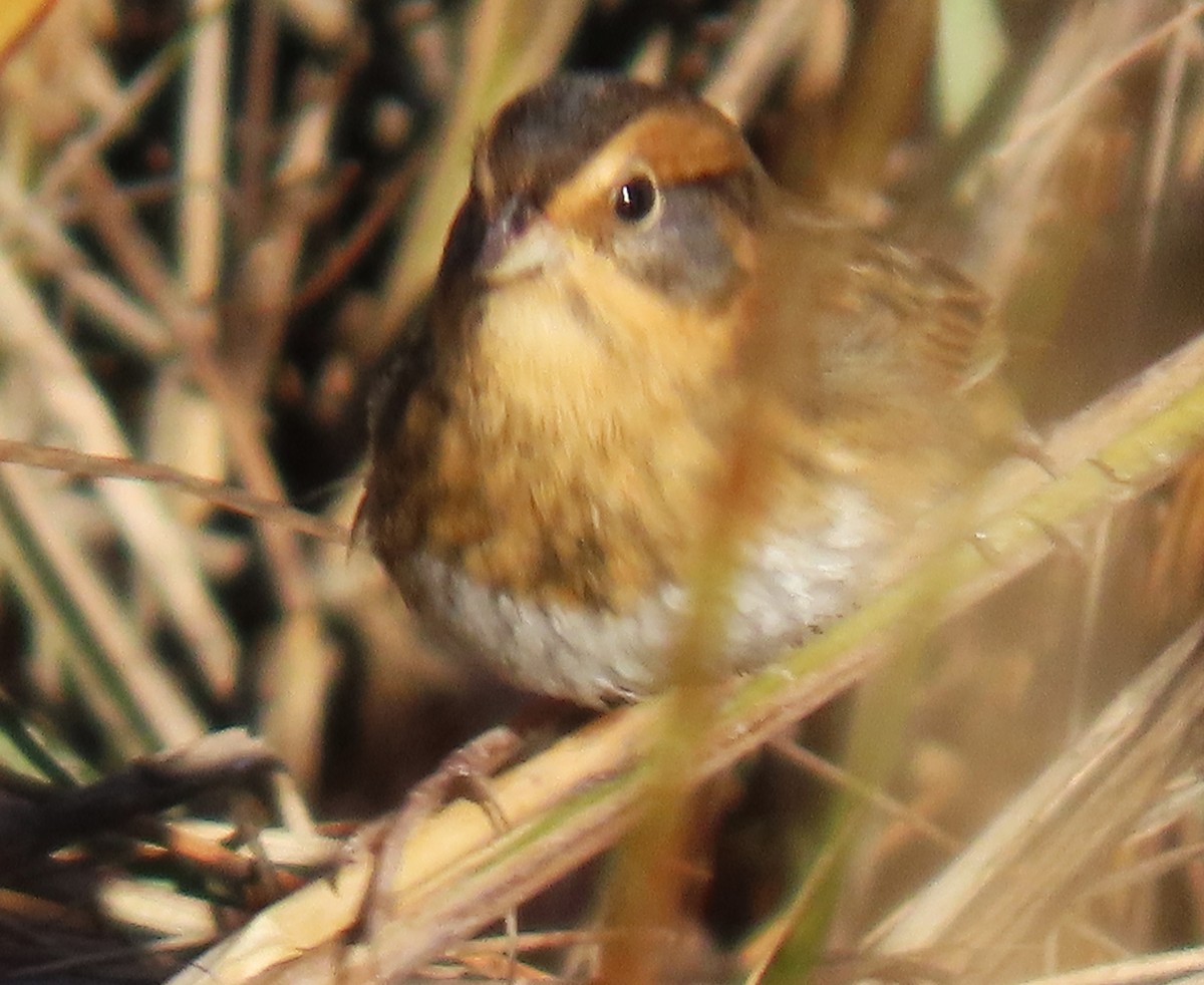 Nelson's Sparrow (Interior) - ML644644671