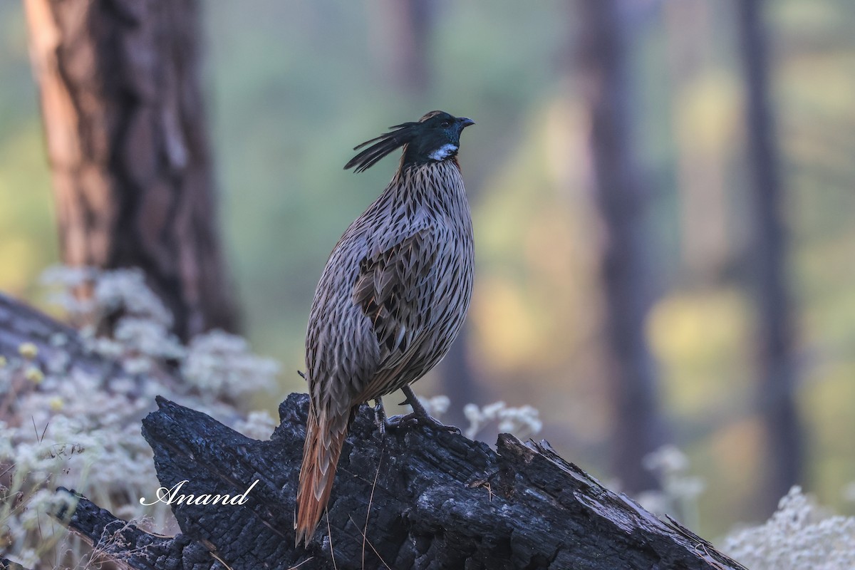 Koklasfasan - ML644644675