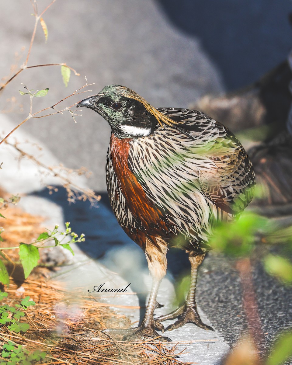 Koklasfasan - ML644644676