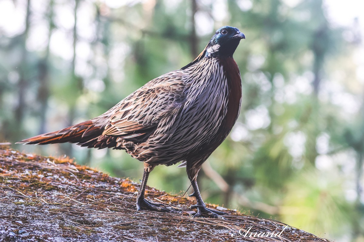 Koklasfasan - ML644644677