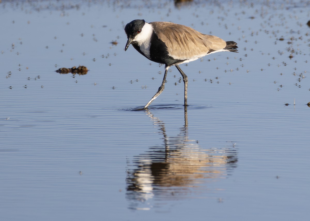 סיקסק - ML644644678