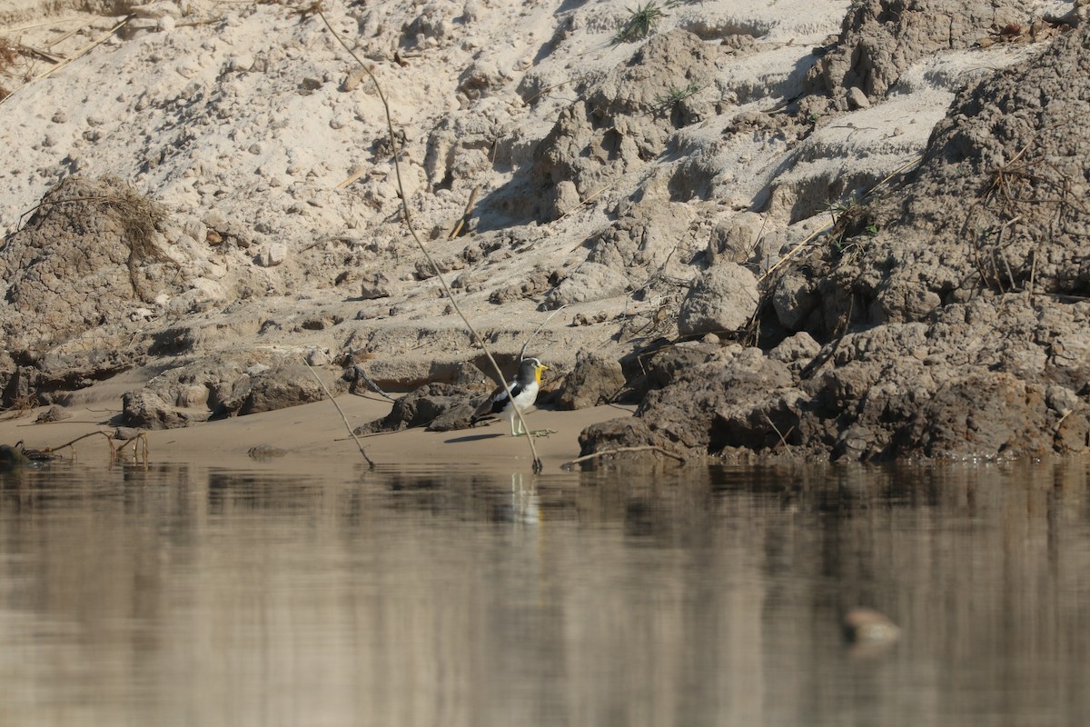 White-crowned Lapwing - ML644644684