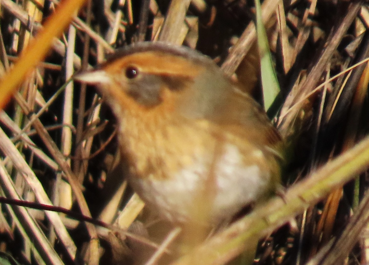 Nelson's Sparrow (Interior) - ML644644685
