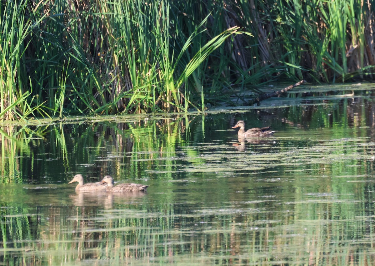 Mallard - ML644644696