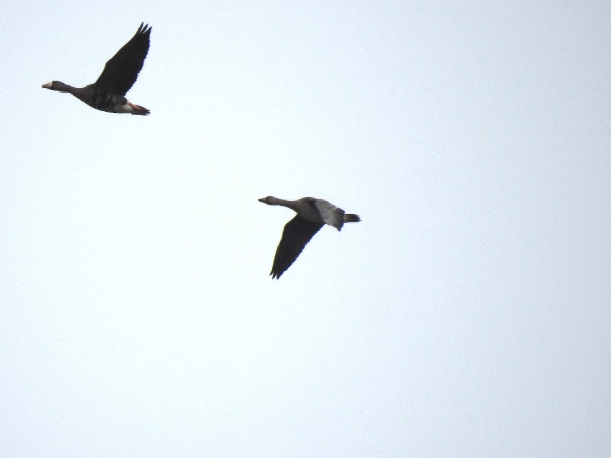 Antzara muturzuria - ML644644699