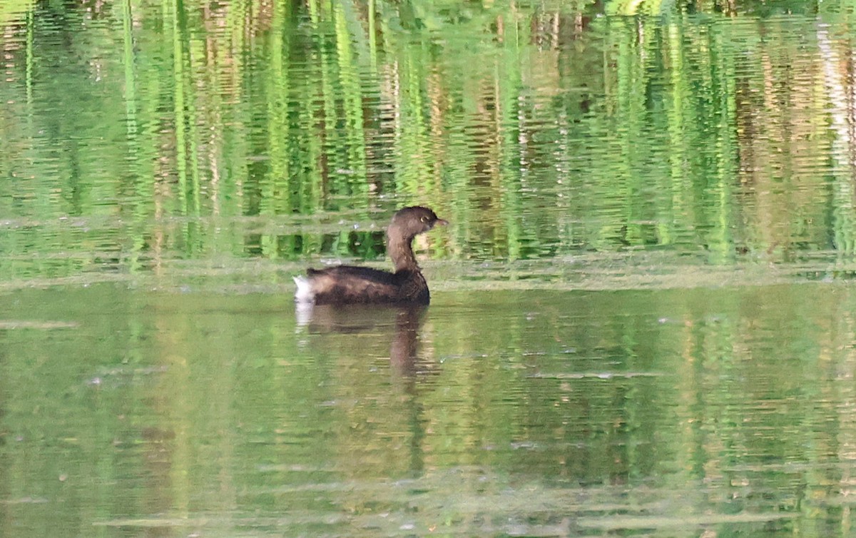 Pied-billed Grebe - ML644644706