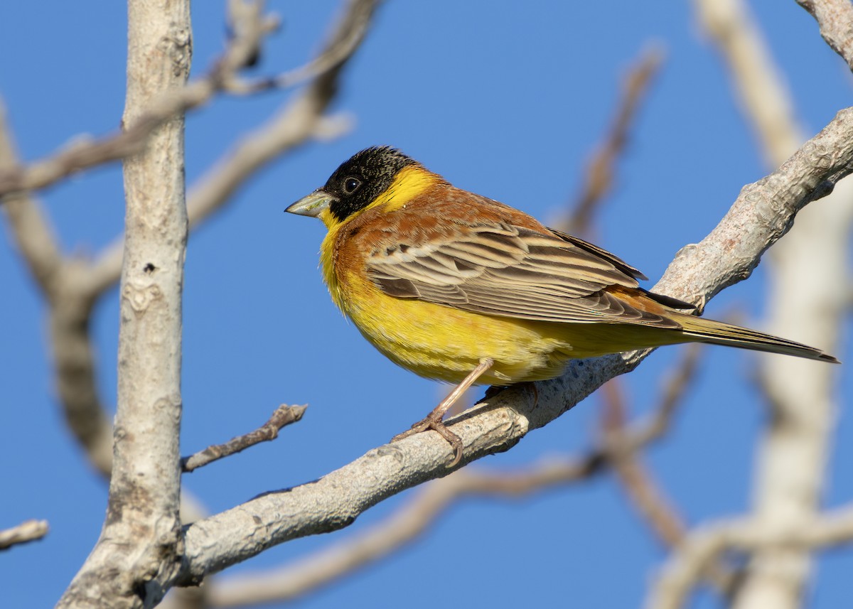 גיבתון שחור-ראש - ML644644707