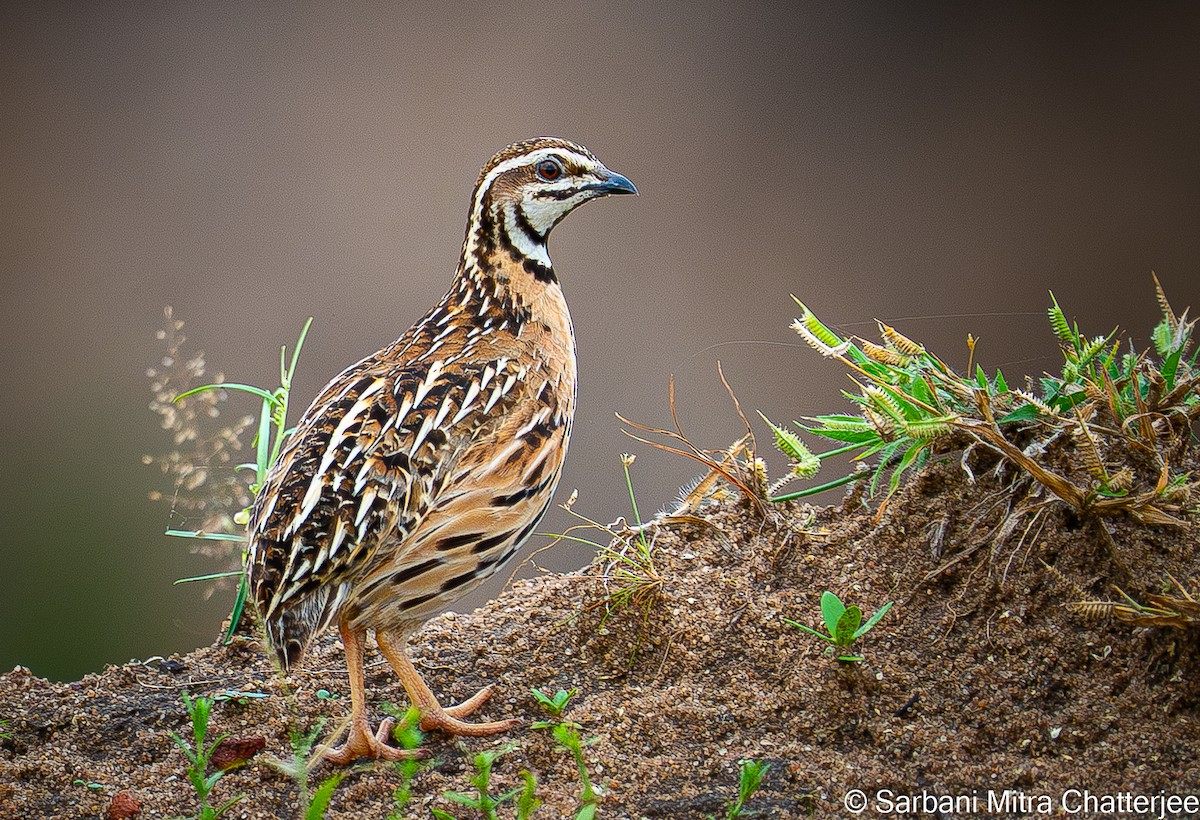 Rain Quail - ML644644711