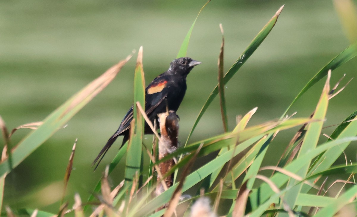 Red-winged Blackbird - ML644644723