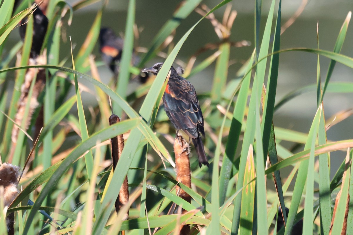 Red-winged Blackbird - ML644644724