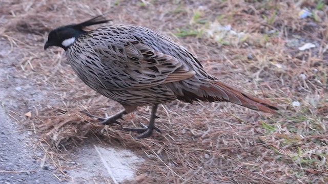 Koklasfasan - ML644644730