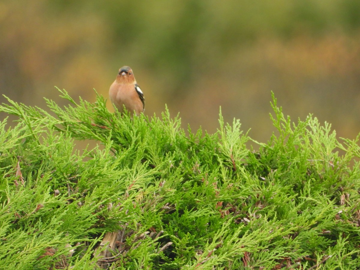 Pinzón Vulgar - ML644644731