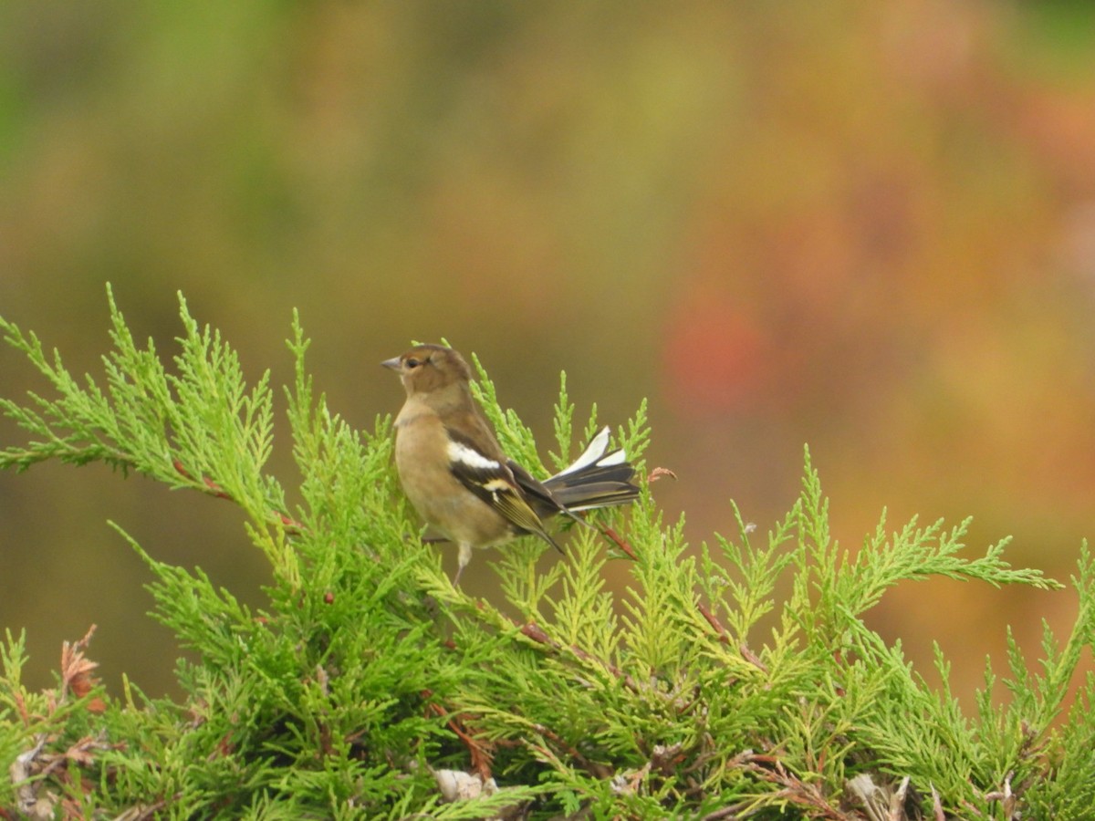 Pinzón Vulgar - ML644644732