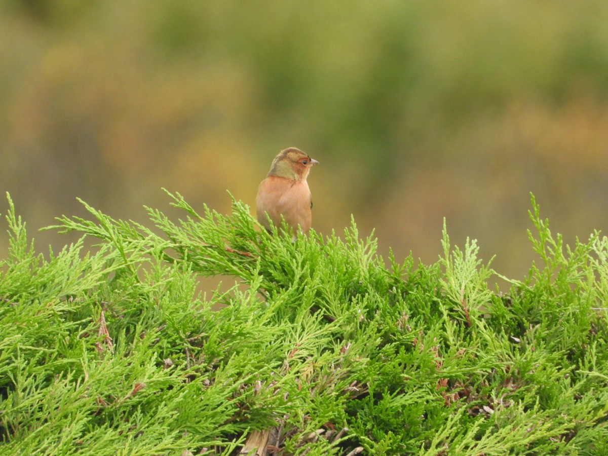 Pinzón Vulgar - ML644644733