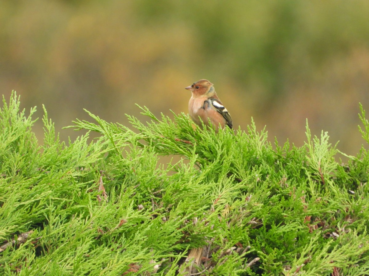 Pinzón Vulgar - ML644644734