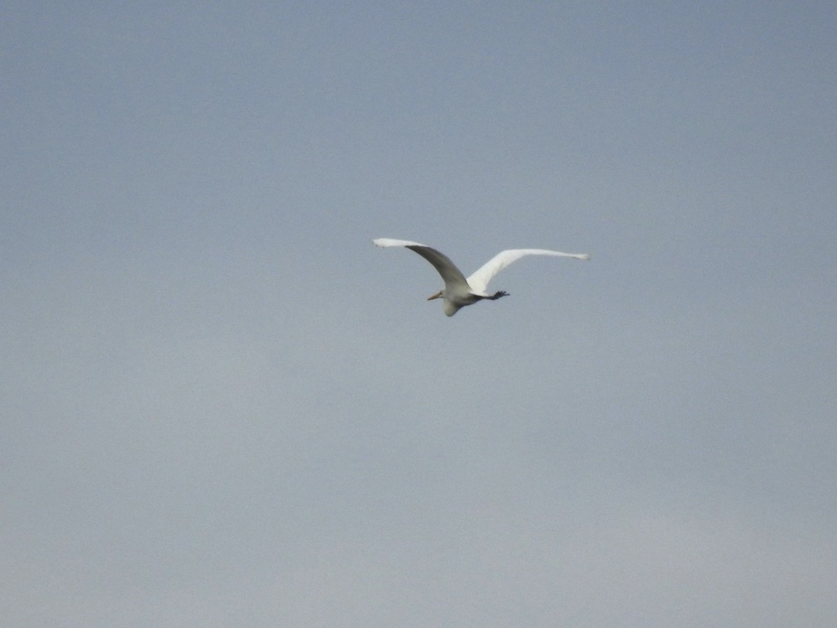 Koartza zuria - ML644644735