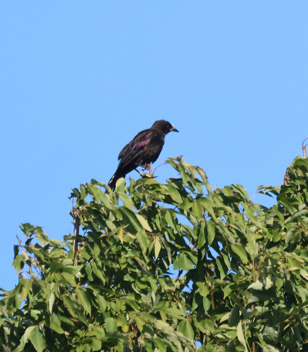 Common Grackle - ML644644739