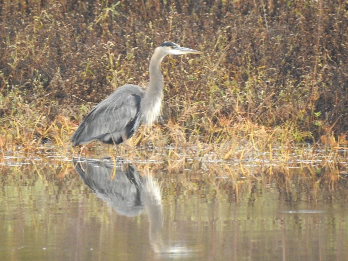 Koartza hauskara amerikarra - ML644644742