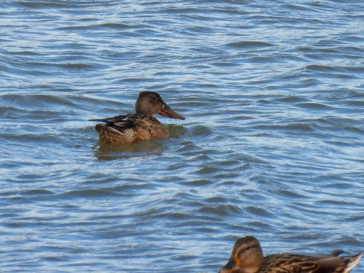 琵嘴鴨 - ML644644744