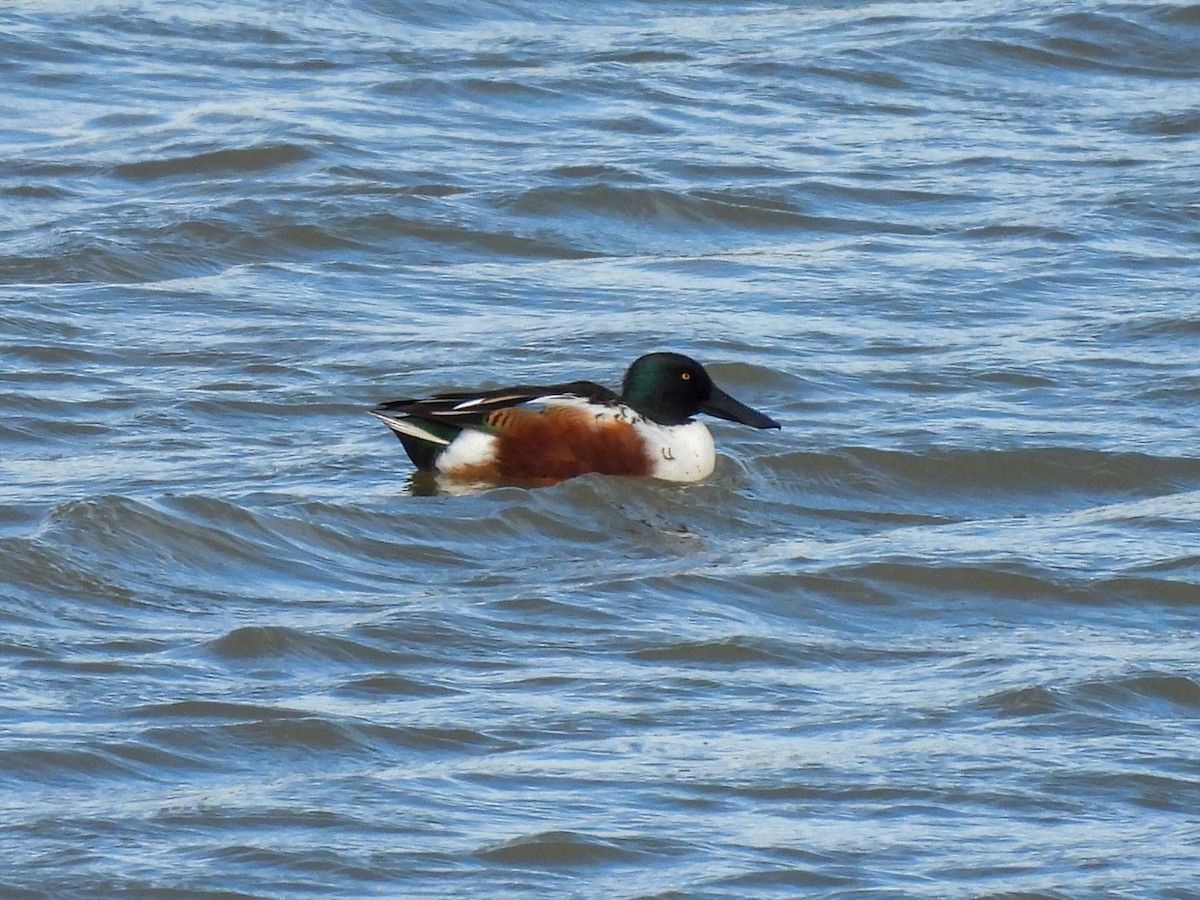 琵嘴鴨 - ML644644745