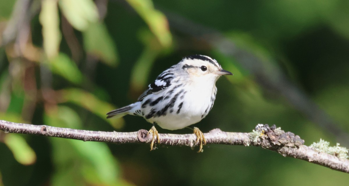 Black-and-white Warbler - ML644644747