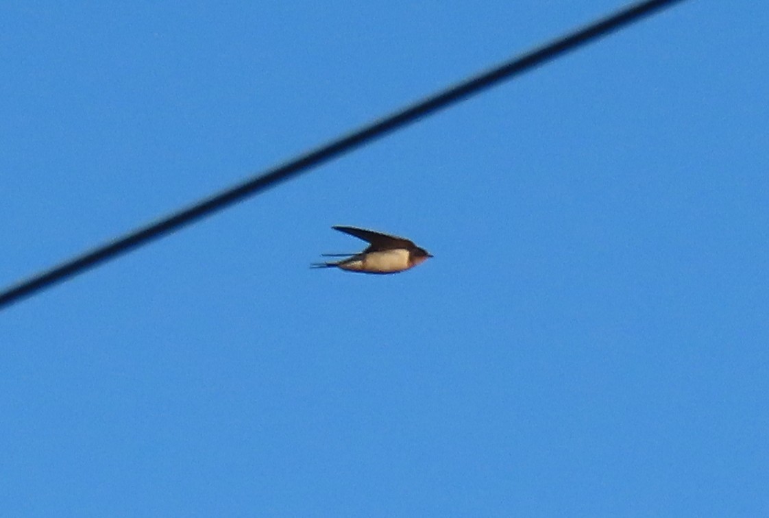 Ластівка сільська - ML644644751