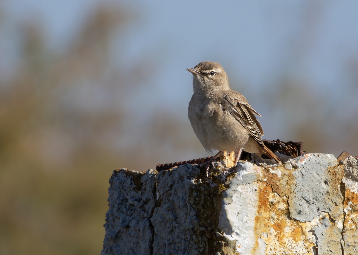 חמריה חלודת-זנב (צפונית) - ML644644752